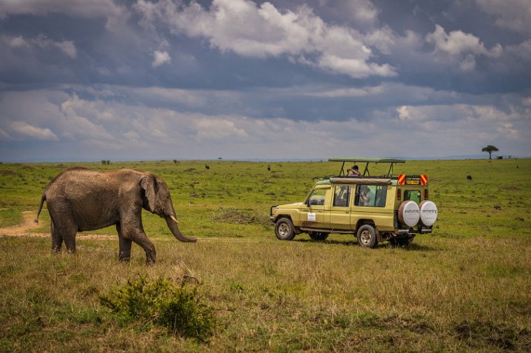 080 Masai Mara, olifant.jpg